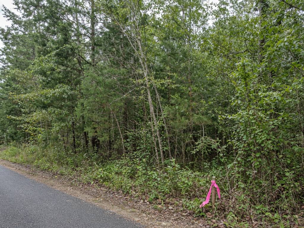 Overgrown wooded lot with young pines, hardwoods, and thick brush along a rural road, marked with a pink survey flag